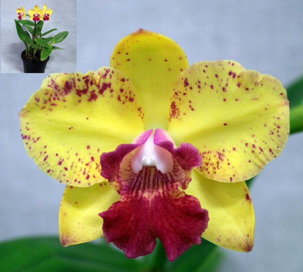 Close-up of a yellow and maroon spotted orchid flower with a small image of the whole potted plant.