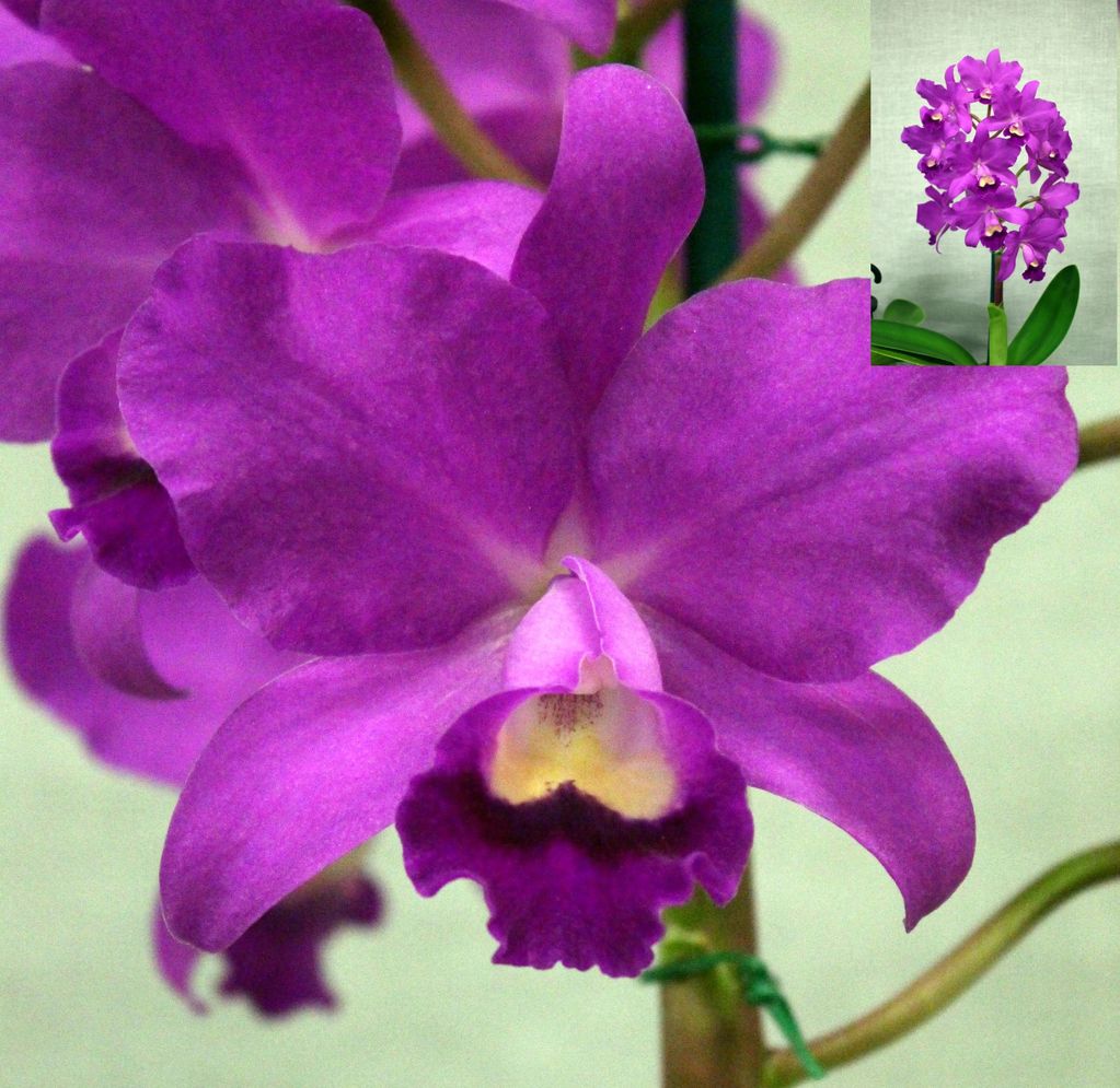 Close-up of vibrant purple orchids with a cluster in the background.