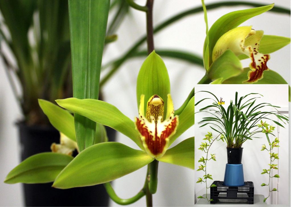CHAMPOION CYMBIDIUM OVER 90 MM
Cym. Lowio Grandiflorum