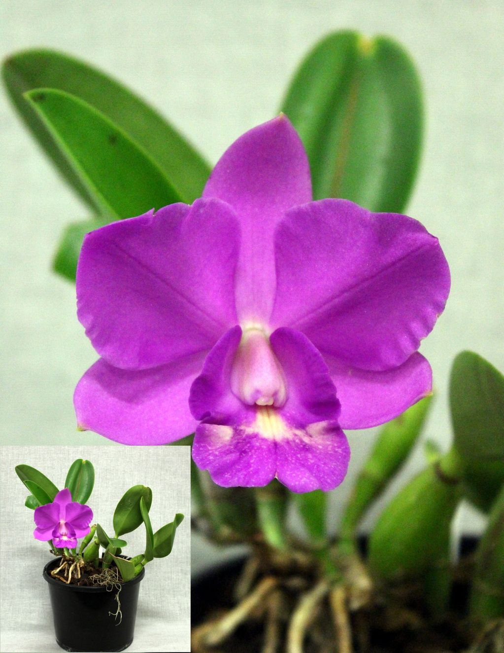 CHAMPION LAENIINAE
Aloha Case 'Ching Hua'