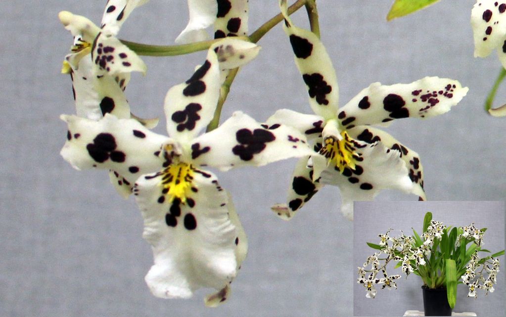 CHAMPOION ONCIDIINAE
Onc. Alcra Snowblind