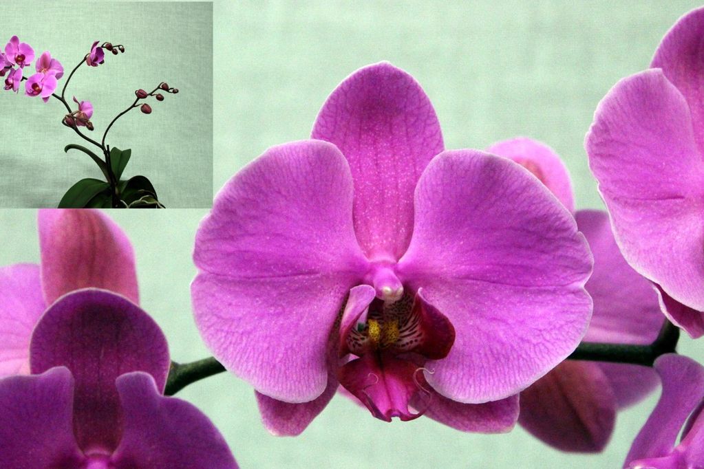 CHAMPION PHALAENOPSIS
Phalaenopsis Unknown