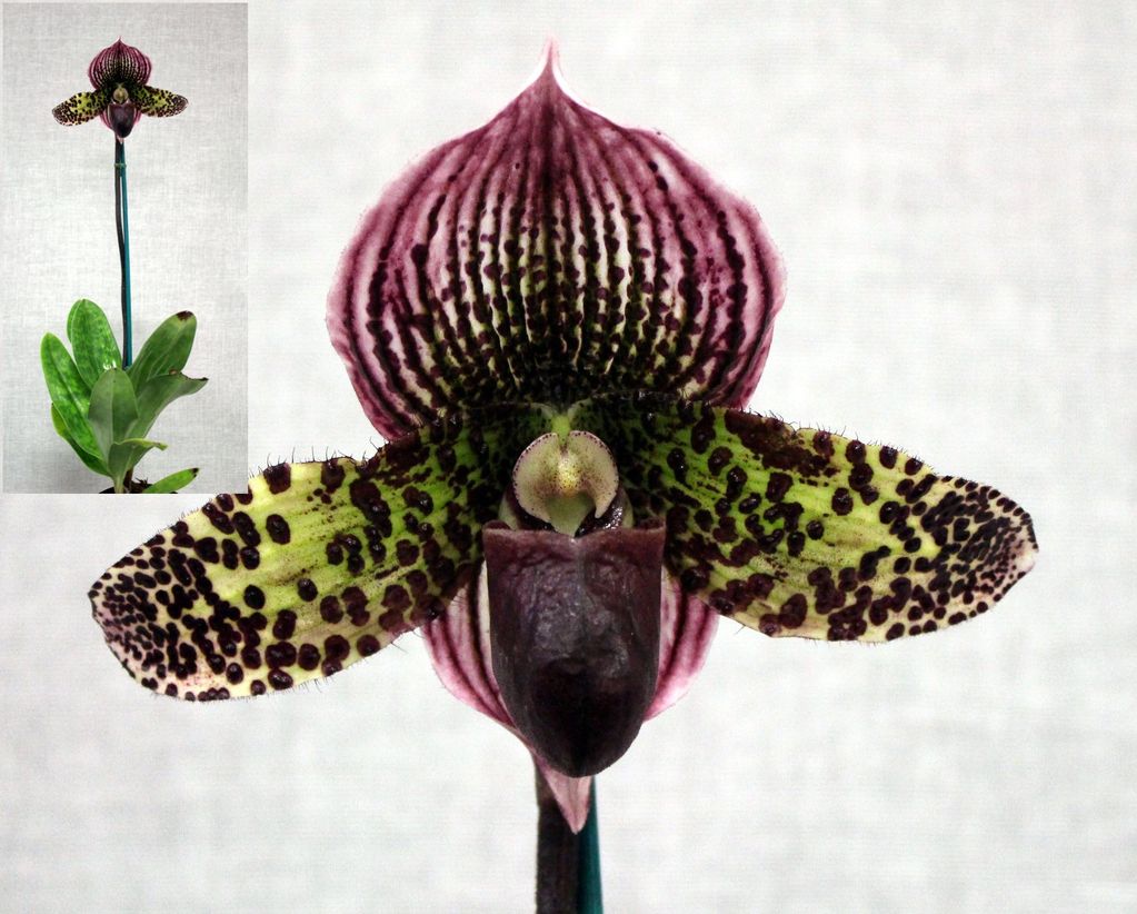 GRAND CHAMPION & CHAMPION OPEN DIVISION & CHAMPION PAHIOPEDILUM 
Papa Hsinying Leopard  
'Doya You