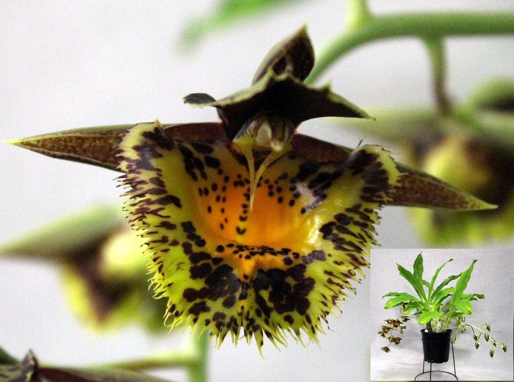 Close-up of a yellow and brown spotted flower from a potted plant.