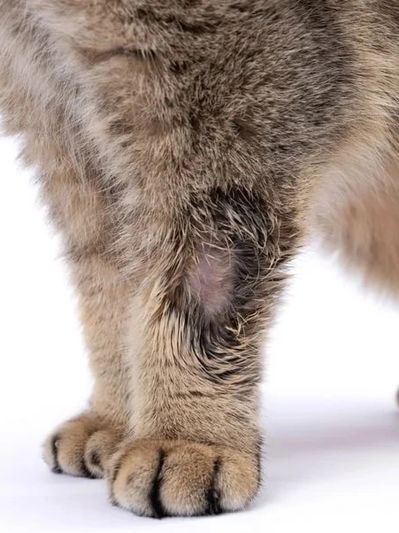 ringworm or missing fur on cats leg