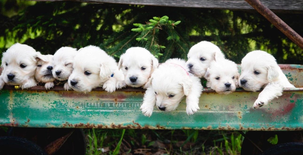 Beautiful puppies to melt your heart. ❤️