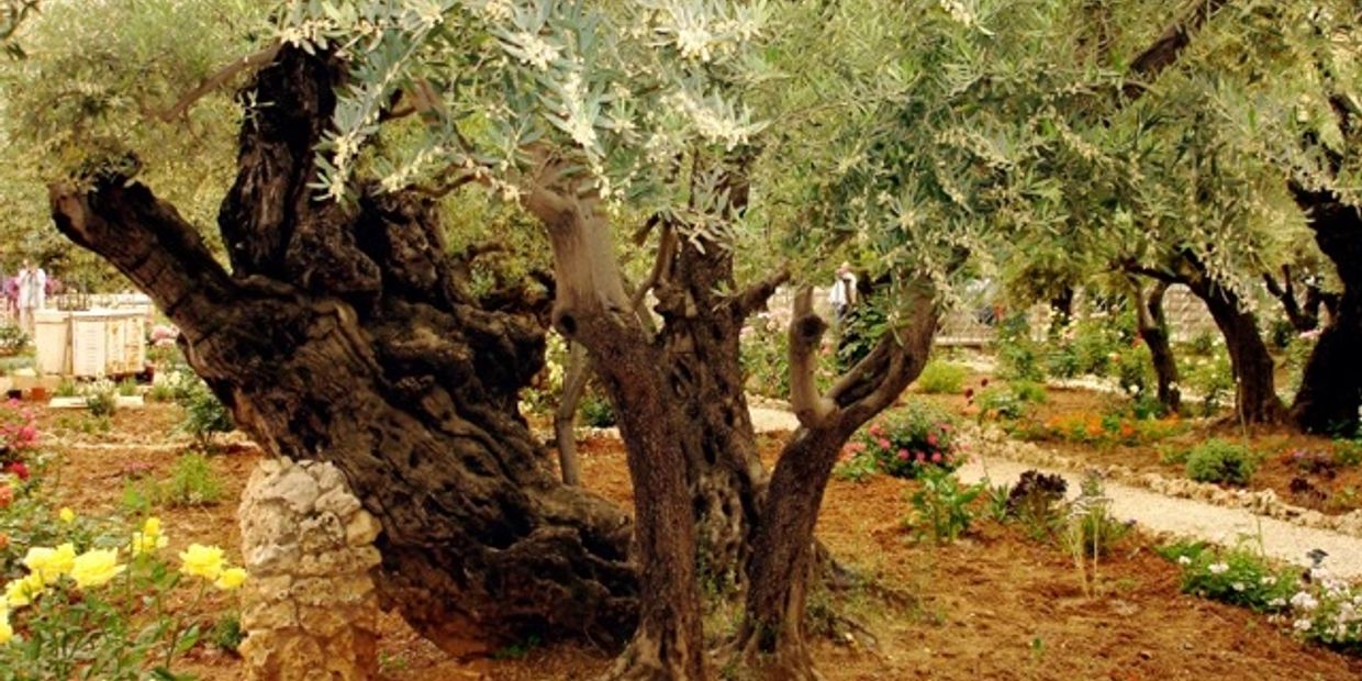 This is the Garden