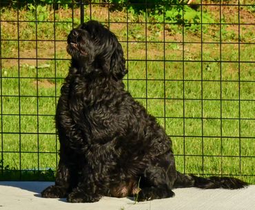 day before her litter was born