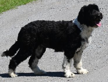 Black and white dog standing on a gravel path with green grass in background.