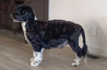 Pregnant Kala