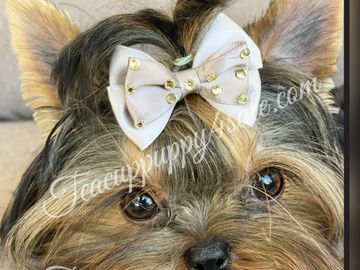 YORKIE Yorkshire for sale , puppy available, puppies for sale , YORKIE puppies , teacup YORKIE puppi