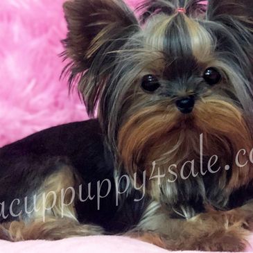 AVAILABLE
Our sweet AnnaBelle is a yorkie  9 months , She is ready for her forever home . 
More info