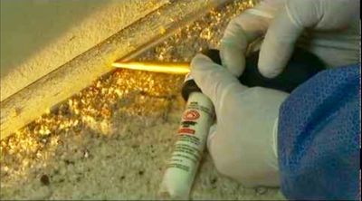 Dust application to live Termites