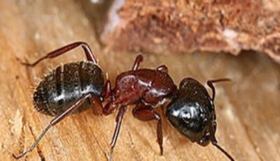 Carpenter Ant