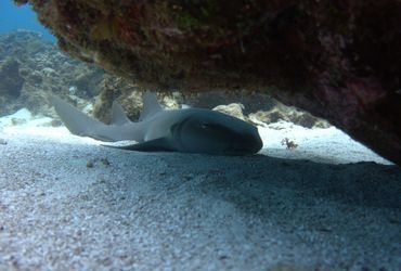 A gray shark resting on the sandy ocean floor under a rock.