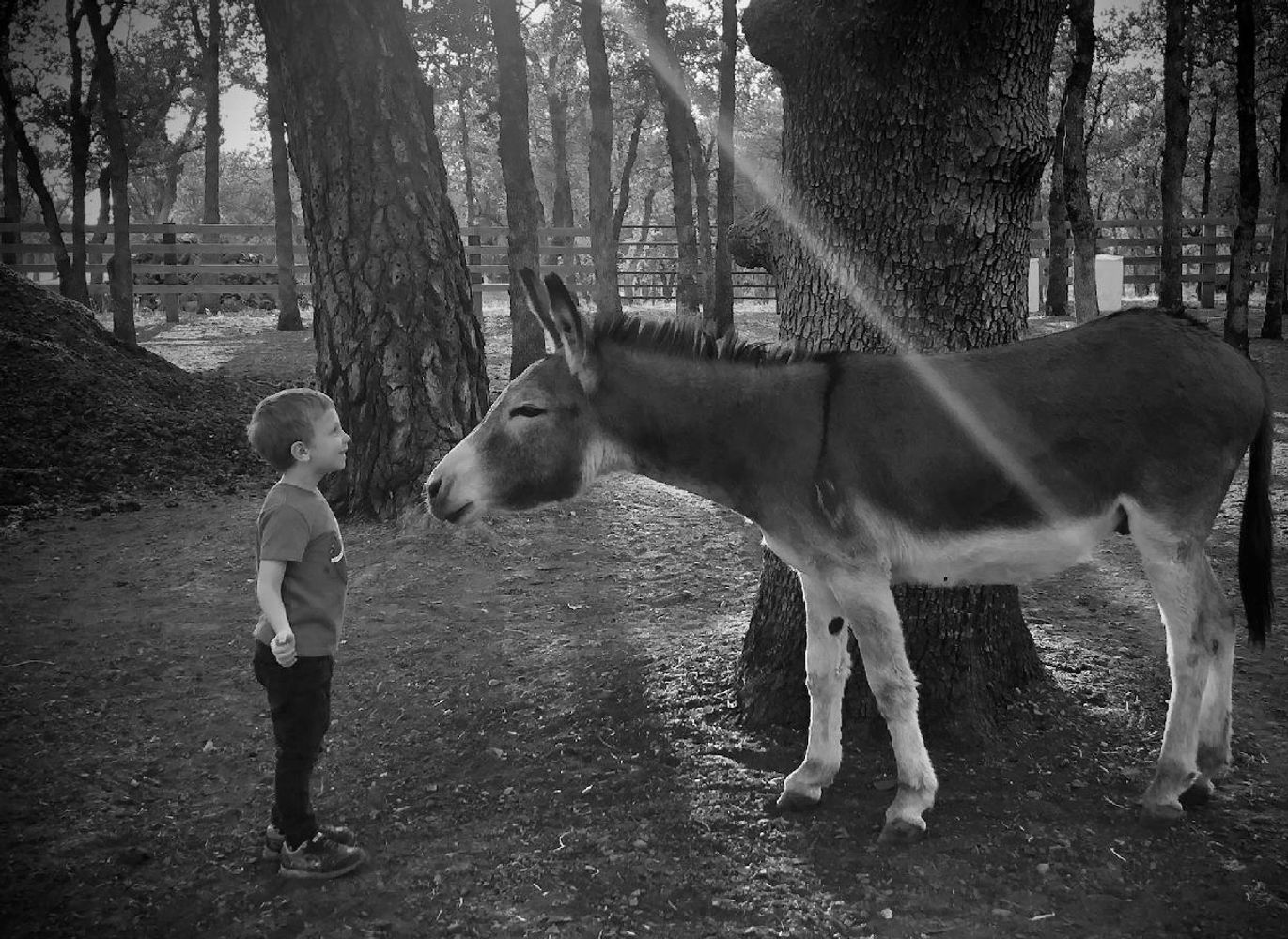 image647