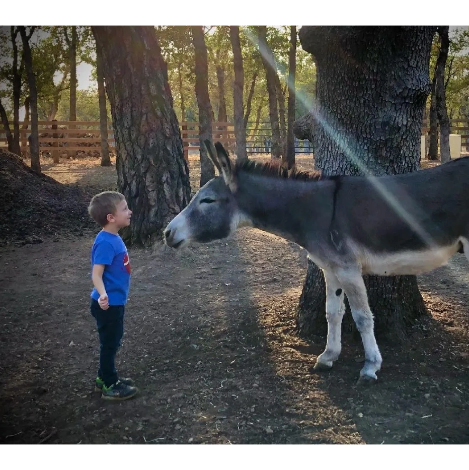 Horse Encounters horse-assisted activities in Redding, CA