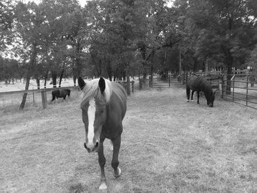 roughout ranch therapy horses
