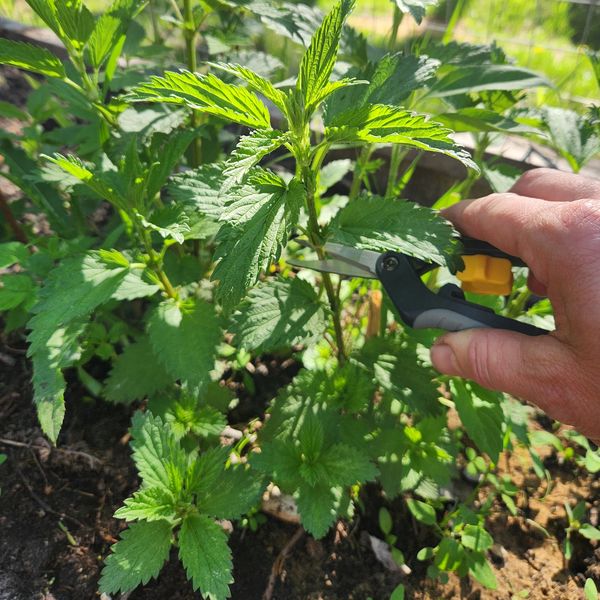 Hand trimming green leafy plant with garden shears outdoors.