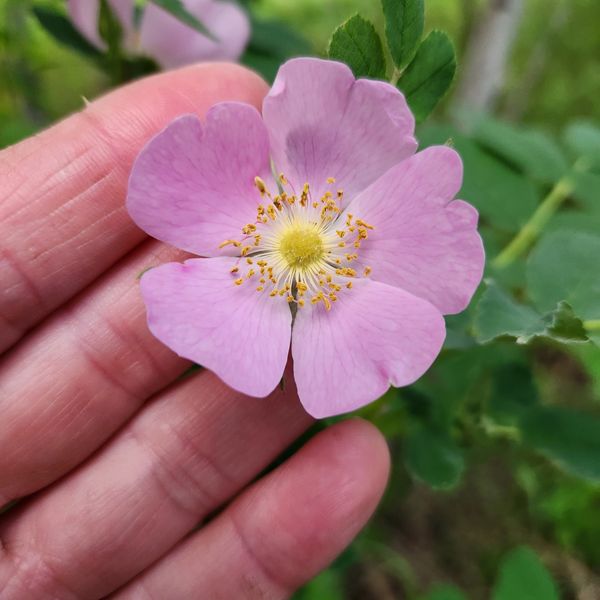 A delicate pink flower held gently by a hand.
