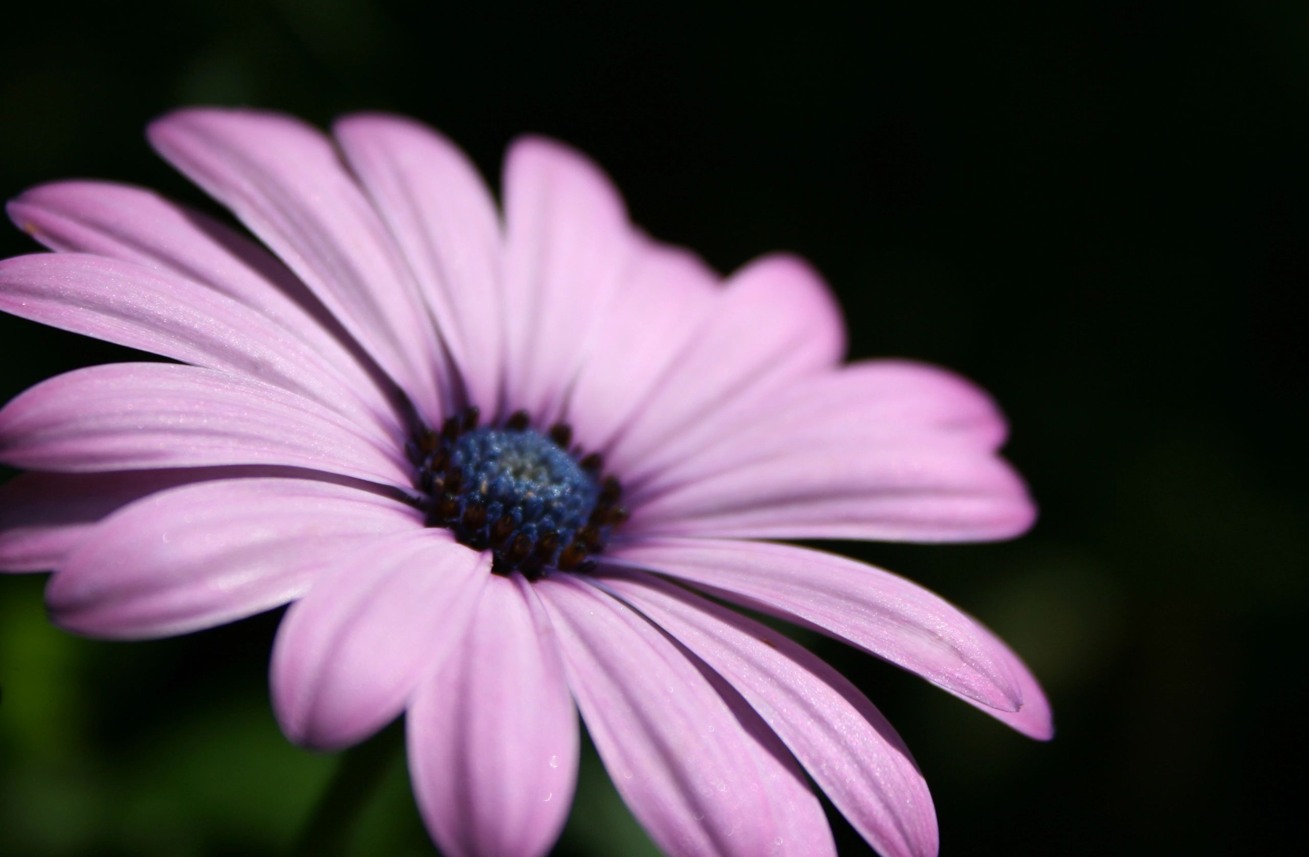 Close-up of a delicate pink flower with a dark center against a black background.