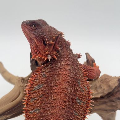 Close-up of a reddish bearded dragon lizard.