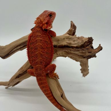 Bright orange bearded dragon on driftwood.