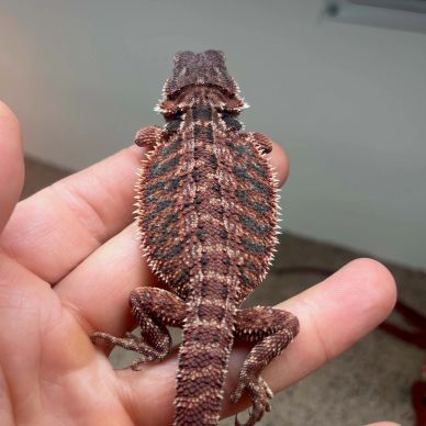 A small brown and black lizard on a person's hand.