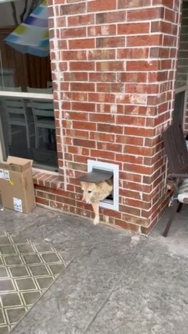 A dog pokes its head through a small brick wall pet door outside a house.