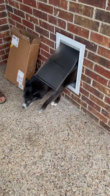 A black dog exiting through a pet door in a brick wall.