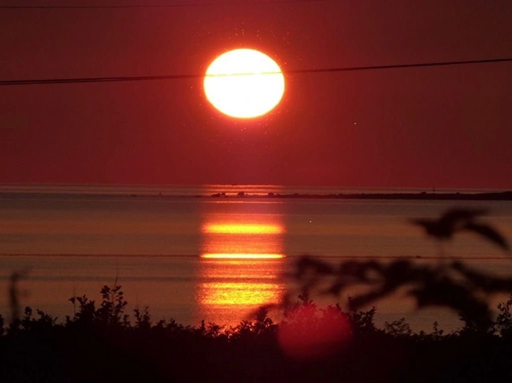 A vibrant sunset over calm waters with silhouetted plants in the foreground.