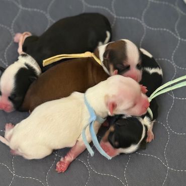 Havanese newborn puppies