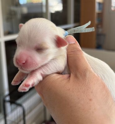 White Havanese puppy