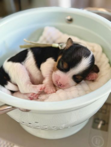 Black white tricolor Havanese puppy