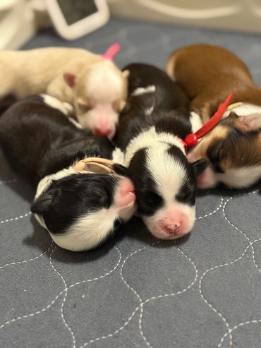 Black and white, cream and red sable Havanese puppies
