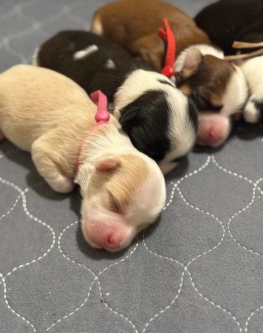 Cream, black and white, red sable Havanese newborn puppies