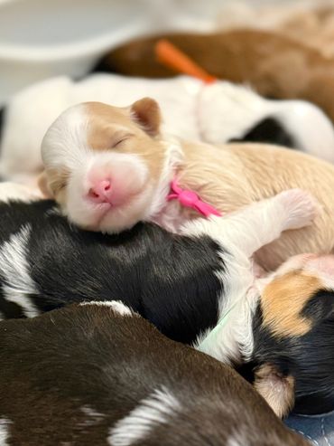 Cream and white Havanese puppy