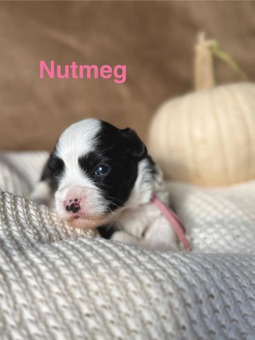 Black and white Havanese puppy