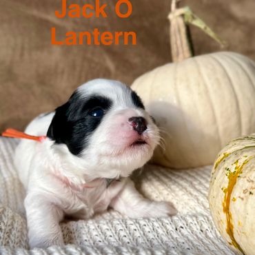 Black and white Havanese puppy
