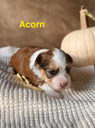 Red sable Havanese puppy