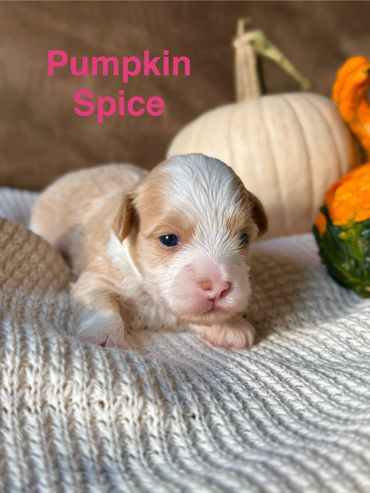 Cream and white Havanese puppy