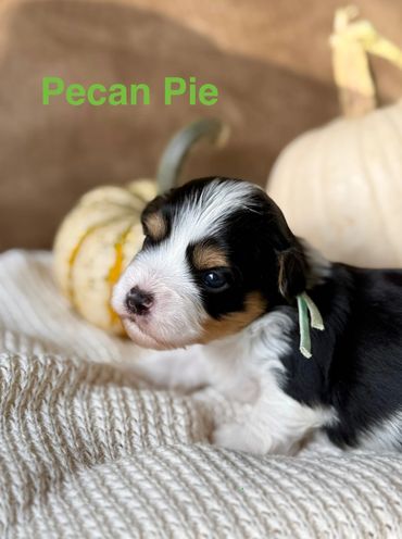 Tricolor Havanese puppy