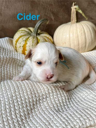 White and cream Havanese puppy