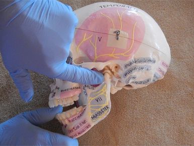 Patient education illustration showing anatomical skull with highlighted TMJ muscles