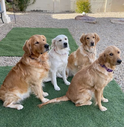 Golden retriever breeder in Goodyear Arizona