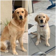 Beautiful AKC female Golden Retriever from Bote and Violet litter 2019
