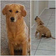  AKC female Golden Retriever puppy from Bote and Violet 2019 litter