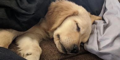 male AKC Golden Retriever puppy from Bote and Violets litter 2019