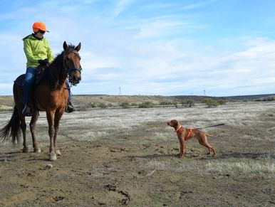 Person on horseback and dog in open landscape.