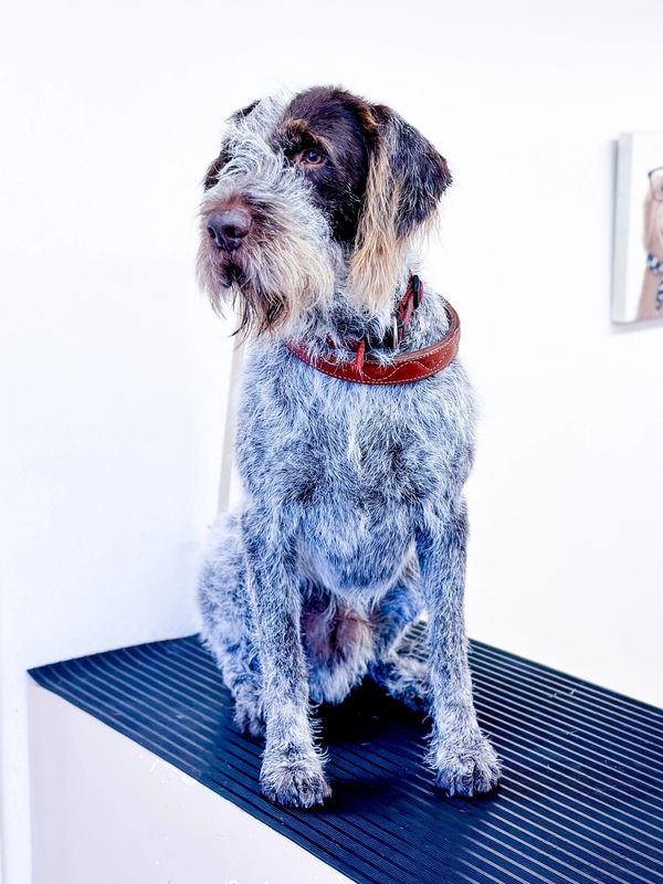 A scruffy, grey and black dog with a brown collar sitting on a black platform.